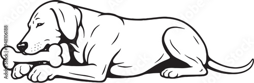 Vizsla chewing bone lying down black and white line art illustration