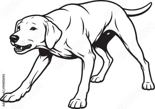 Vizsla growling low guard stance black and white line art illustration