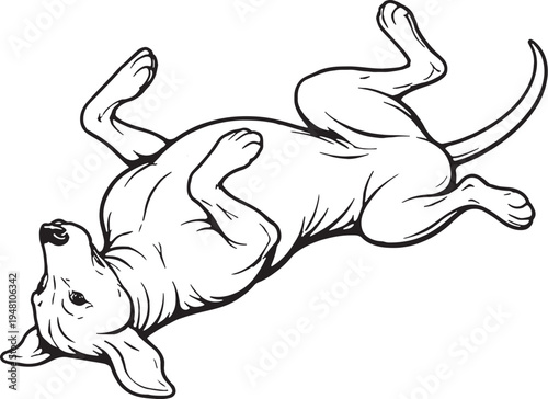Rhodesian Ridgeback Rolling on Back Playful Black and White Line Art Vector