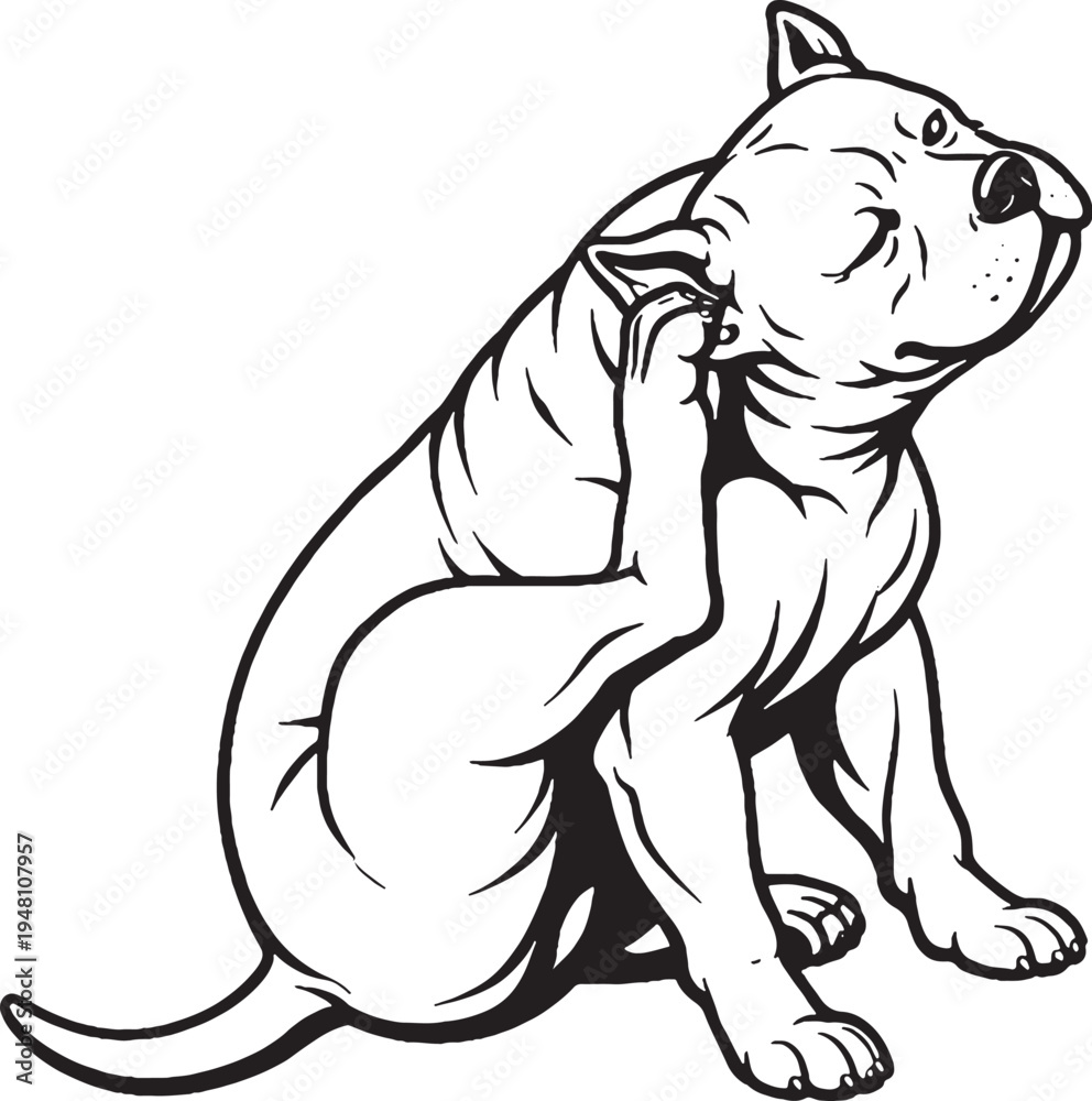 Obraz premium American Bully Scratching Ear Sitting Pose Black and White Line Art Illustration