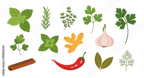 Fresh herbs and spices collection illustration