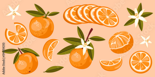 Ripe orange fruit set. Citrus elements with slices and whole oranges, flowers and leaves. Vector illustration of tropical food.