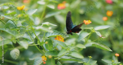 Black Butterfly Feeding On Orange Flowers In Green Garden, Slow Motion
