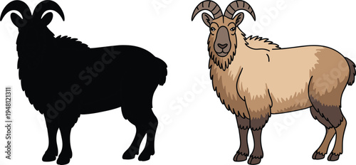 Himalayan tahr silhouette and colored illustration. Wild mountain goat standing pose. Horned alpine mammal isolated, wildlife animal vector illustration set.