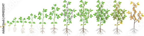 Soybean (Glycine max) life cycle with root system and nitrogen-fixing nodules, growth stages from seed germination to maturity, botanical vector illustration.  Scientific agronomy infographic
