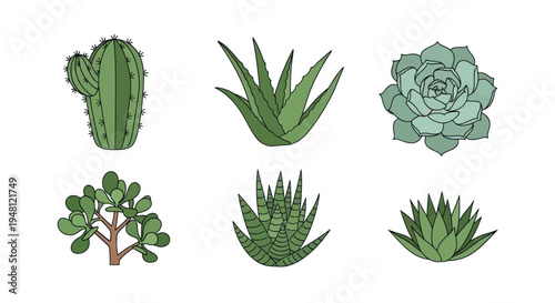 Variety of green succulent plants isolated