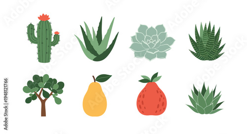 Variety of plant illustrations on white