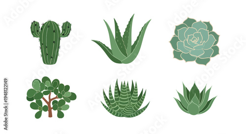 Various green succulents isolated on white