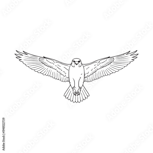 A drawing of two birds with their wings spread