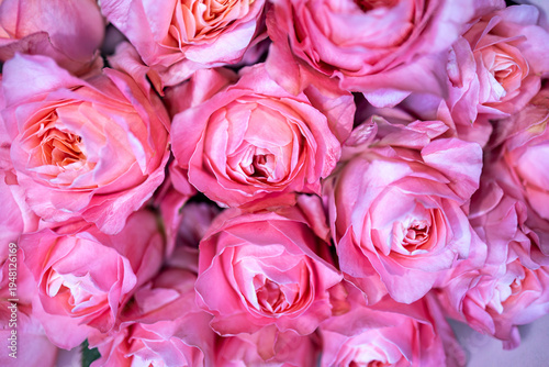 Tableau sur toile Top view of pink roses bouquet in full frame.