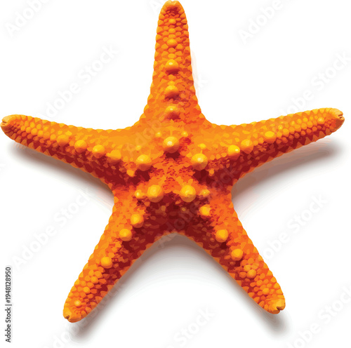 Orange Starfish Isolated on White Background