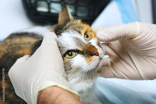 Tableau sur toile Cat at the veterinary clinic close up