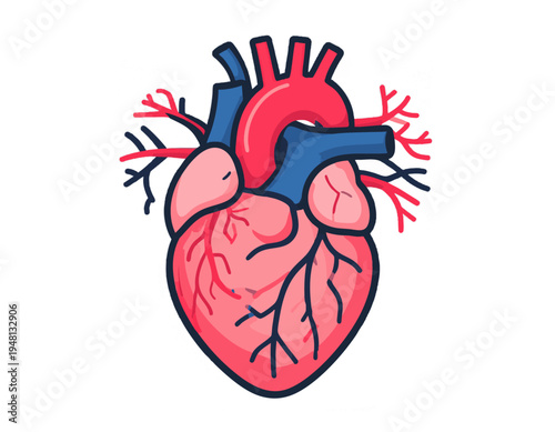 minimal flat vector icon of anatomical human heart with simplified arteries