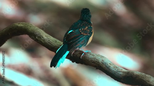 bird launching off from ground branch in thick tropical rainforest 