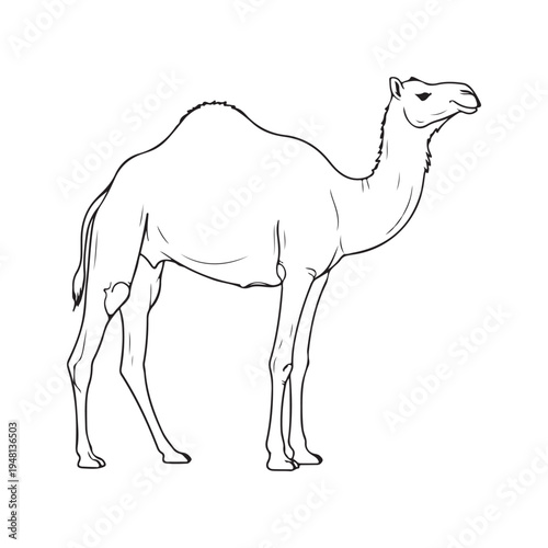 A drawing of a camel standing in a field