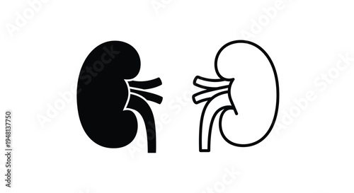 Illustration of human kidneys one solid and one outlined