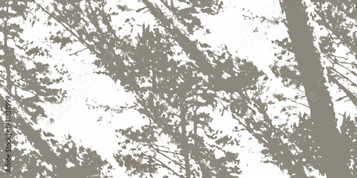 Silhouetted trees against a bright overcast sky creating a stark contrast