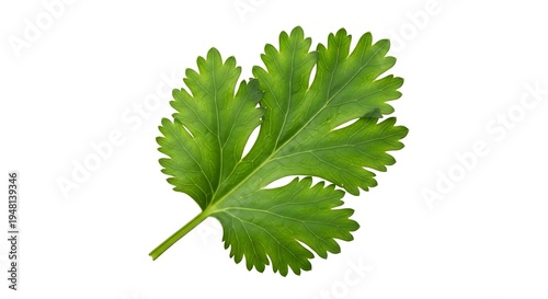 Fresh green cilantro leaf isolated on white background.
