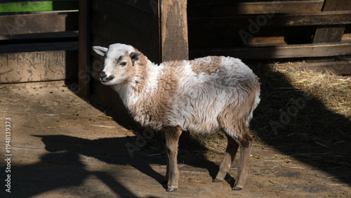 Cute lamb exploring a sunny farmyard in early morning light