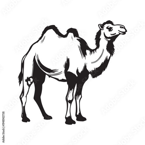 A gray and white drawing of a smiling camel