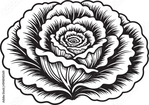 Intricate monochrome line art showcases the tightly layered internal structure of a beautiful leafy vegetable resembling lettuce or an ornate flower bloom.