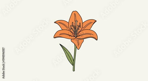 Beautiful Orange Lily Flower Blossom.