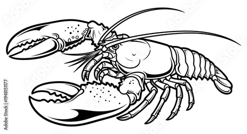 Detailed Black and White Lobster Illustration with Prominent Claws.