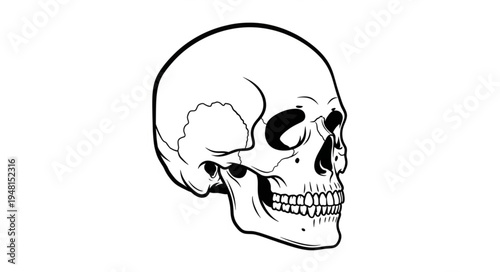 Detailed Skull Illustration - Anatomical Accuracy and Artistic Expression.