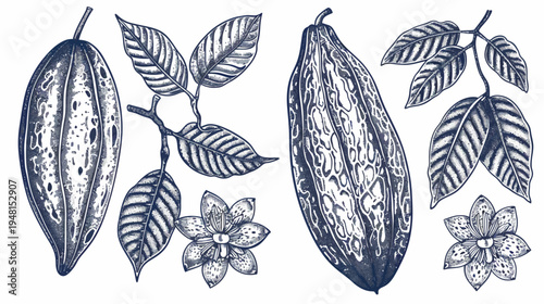 Monochrome illustration of cacao beans, leaves, and flowers on a white background. Botanical details