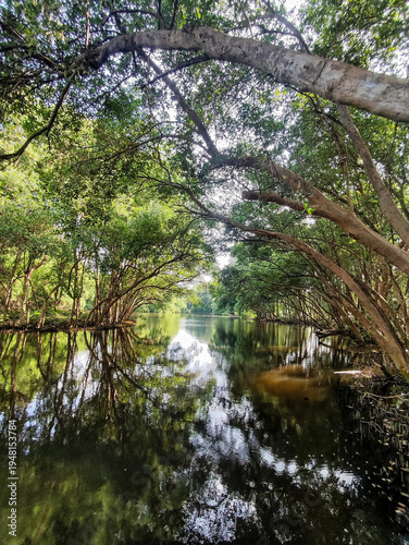Tropical mangrove forest river with arched tree branches and water reflection.