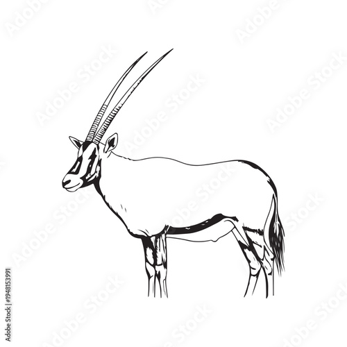 A close-up sketch of an antelope's head