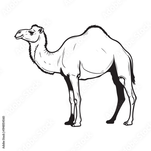 A drawing of two camels