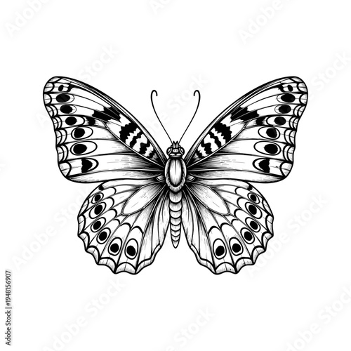 A black and white drawing of a butterfly