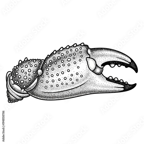Detailed illustration of a crab claw with textured surface