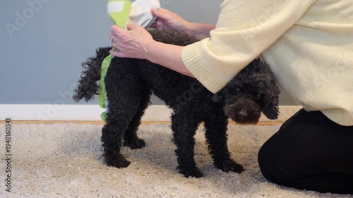 Senior black poodle receiving a protective diaper pantie from owner in cozy living room, caring pet owner helping elderly dog with hygiene and mobility support in a calm domestic home environment.