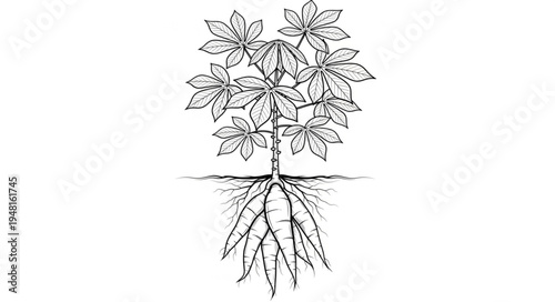 Detailed Cassava Plant Illustration with Roots and Leaves.