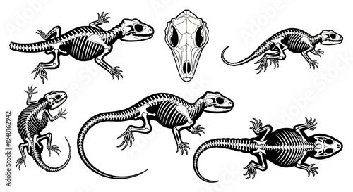 Lizard Skeleton Anatomy - Set of Illustrations