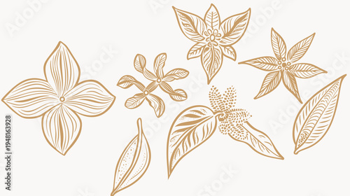 Botanical art illustration light brown line drawings of flowers and leaves, white background