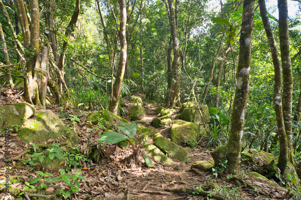 Fototapeta premium Morn blanc nature trail, inside the national park, Mahe, Seychelles