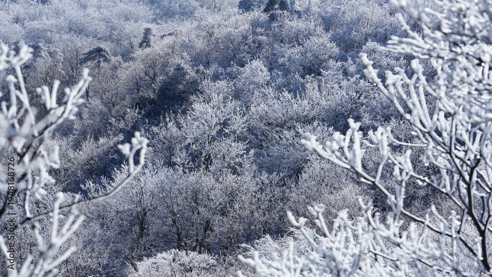 Naklejka premium The winter view with the mountains and forest covered by the white snow