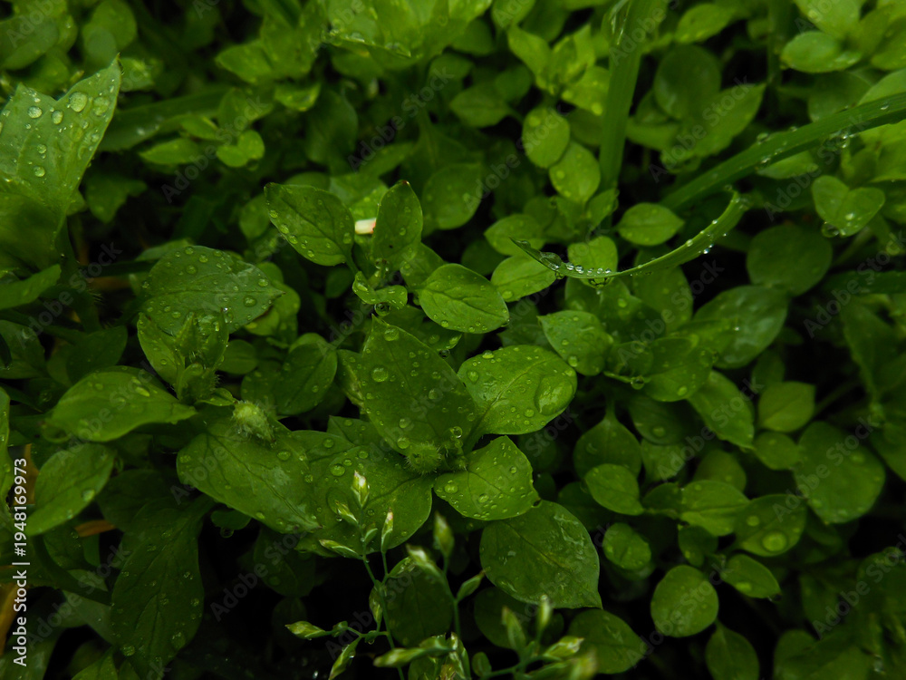 Fototapeta premium Fresh Green Grass Blades with Rain Dew Drops – Morning Macro