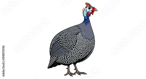 Illustration of a helmeted guineafowl showcasing its spotted plumage