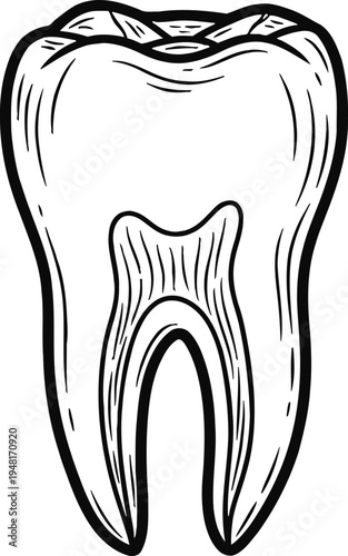 Human tooth root anatomy dental medical line art vector illustration