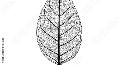 Detailed illustration of a leaf skeleton.