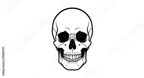 Human Skull Illustration Closeup View.