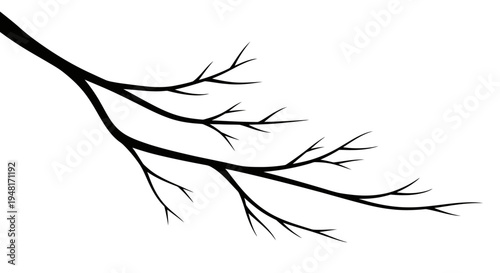 Bare tree branch on white background.