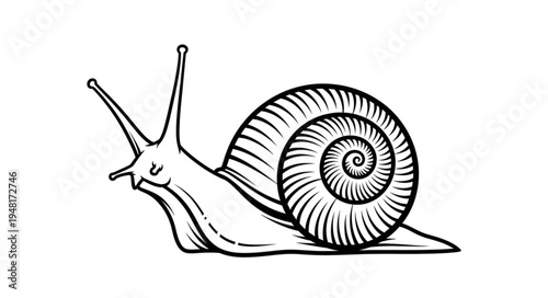 Detailed Line Art Depiction of a Snail with Spiraled Shell.