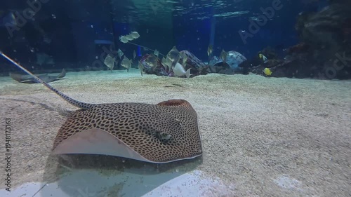 A leopard whipray rests on the sandy floor of an aquarium tank, surrounded by various tropical fish swimming in the background.