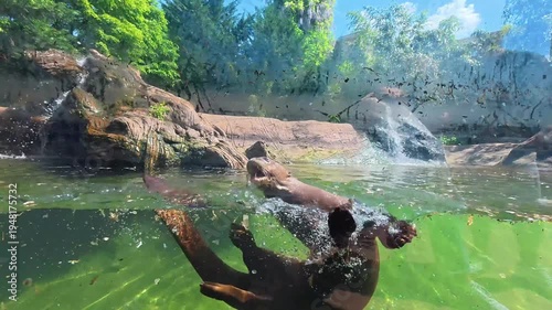A greater flamingo uses its beak to preen its vibrant pink feathers while standing on a grassy field in a zoo enclosure.