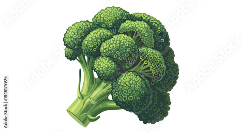 Fresh Green Broccoli Head Illustration
